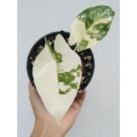 ราคา บอนกระดาดด่าง บอนกระดาษด่าง Alocasia macrorrhizos (L.) G.Don (17359469397)