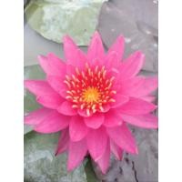 ราคา บัวฝรั่งชื่อพะแพงสีบานเย็น (18156925911)