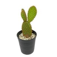 ราคา cactus กระบองเพชร แคคตัส หูกระต่าย มิกกี้เมาส์ Opuntia microdasys (3981307846)