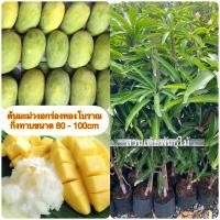 ราคา ต้นมะม่วงอกร่องโบราณ/อกร่องเขียว กิ่งพันธุ์มะม่วงอกร่องเป็นกิ่งทาบ(80-100cm)‼️รับประกันพันธุ์จากสวนโดยตรง☘️ (4228796352)