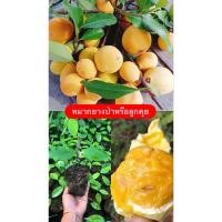 ราคา ต้นกล้าหมากยางป่า หรือลูกคุย ผลไม้ป่าหายากพร้อมส่ง (40511942153)