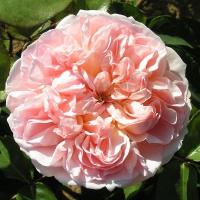 ราคา 10 เมล็ด กุหลาบ Rose Seeds ยุโรปพันธุ์เลื้อย กุหลาบอังกฤษ Evelyn สีชมพู่ (51859017258)