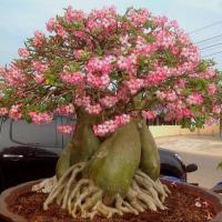ราคา ดอกชวนชม สายพันธุ์ราชินีพันดอก 10 เมล็ด (45158972412)