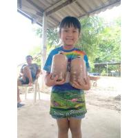 ราคา เชื้อเห็ดนางฟ้าภูฐาน 1ชุด มี10ก้อน (21046132428)