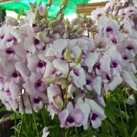 ราคา กล้วยไม้หวายลูกผสม ดอกสีม่วงปากสีม่วงเข้ม Dendrobium hybrid (19955369442)