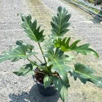 ราคา ฟิโลเดนดรอน ซานาดู / Philodendron xanadu กระถาง 8 นิ้ว (50808000821)