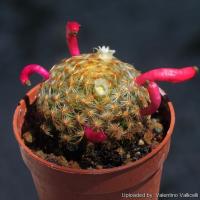 ราคา เมล็ดพันธุ์ แมมขนนกเหลือง Mammillaria schiedeana​ 50 เมล็ด กระบองเพชร​ แคคตัส cactus (6168801331)