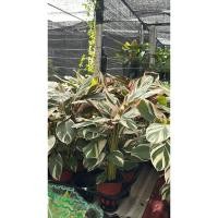 ราคา #คล้าสโนว์ หรือ #คล้าไวท์เฟรม #คล้าไทรโอโสตาร์” หรือ #คล้าสามสี”(Ctenanthe lubbersiana (41909221900)