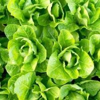 ราคา สลัดแก้ว ผักกาดแก้ว ผลผลิตสูง ผักสลัด อัตราการผลผลิตสูง Romaine Lettuce Seedพร้อมวิธีการปลูก ซองละ 500 เมล็ด ผลผลิตสูง (55001519962)