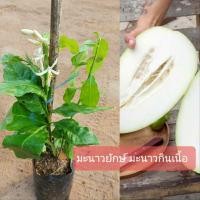 ราคา ต้นมะนาวยักษ์ มะนาวกินเนื้อ ตอนกิ่ง ผลใหญ่เนื้อกรอบคล้ายมะละกอ ใช้ตำอร่อยกลิ่นมะนาว (22428905467)