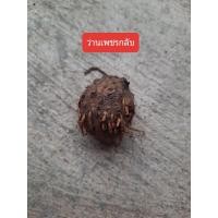 ราคา ว่านเพชรกลับ(หัวว่าน) (3658309367)