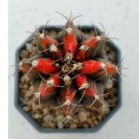 ราคา Cake Cactus Farm กระบองเพชร Gymnocalycium mihanovichii variegated ยิมโนด่าง แดงสด (7401626074)