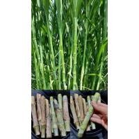 ราคา ท่อนพันธุ์หญ้าเนเปียร์ (Napier Grass) หรือหญ้าบาน่า ขายเป็นท่อน (อาหารสัตว์จากธรรมชาติ) (20027700164)
