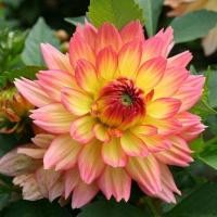 ราคา 1 หัว รักเร่ Dahlia สายพันธุ์ GRACELAND หัวรักเร่ ดอกดาร์เลีย (8975362828)