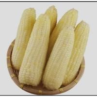 ราคา ข้าวโพดข้าวเหนียวออแกนิคเก็บสด(บรรจุ1กิโลกรัม) (44959443605)