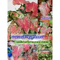 ราคา (1ต้น)(ขาย ต้นพันธุ์) ต้น บอนสีไกรทองประเสริฐ บอนสีขุนศรีคชคง ไกรทองประเสริฐ ขุนศรีคชคง บอนสี ต้นบอนสี / ไม้ดอกไม้ประดับ (13251843780)