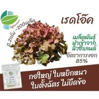 ราคา เมล็ดพันธุ์ ผักสลัด เรดโอ๊ค (Red Oak) แหล่งรวบรวมนิวซีแลนด์ (20077806608)