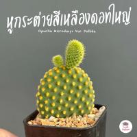 ราคา หูกระต่ายสีเหลืองดอทใหญ่ Opuntia Microdasys Var. Pallida ไม้อวบน้ำ กุหลาบหิน cactus&succulent (23429485323)