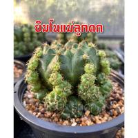 ราคา ยิมโนแม่ลูกดก Gymnocalycium damsii ฟอมกอ ต้นใหญ่ กอ แคคตัส กระบองเพชร cactus&succulent (20787141307)