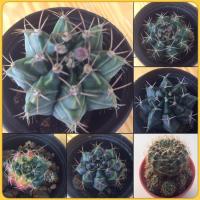 ราคา ยิมโน โบลิเวีย cactusกระบองเพชรกระถาง1.5-2นิ้ว (7083933888)