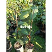 ราคา ต้นจำปูน(Anaxagorea javanica) (51804673680)