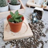 ราคา Echeveria กุหลาบหิน (38477148)
