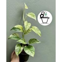 ราคา พลูราชินีหินอ่อน พลูหินอ่อน Marble Queen (12434402757)
