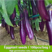 ราคา เมล็ดพันธุ์มะเขือยาว ประมาณ 100เมล็ด Purple Eggplant Seed Organic Vegetable Seeds for Planting เมล็ดมะเขือยาวสีม่วง มะเข (47301171709)