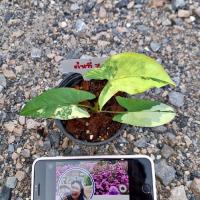 ราคา (ต้นตามรูป) เงินไหลมาด่างเหลือง Syngonium Aurea Variegated (20883152617)