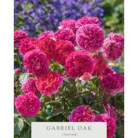 ราคา กาเบียลโอ็ค English Shrub Rose Bred By David Austin กุหลาบอังกฤษทรงพุ่มขนาดกลาง - ใหญ่ ดอกดก (26452331886)