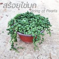 ราคา ต้นสร้อยไข่มุก string of pearls ไม้อวบน้ำ เม็ดกลมๆ Curio rowleyanus กระถางใหญ่แน่นๆ กระถาง5.5นิ้ว (4988334364)