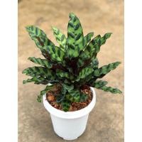 ราคา คล้ากาเหว่าลายCalathealancifoliaกระถาง6”นิ้วพร้อมจานรองไม้มงคล (9482415024)