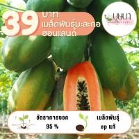 ราคา มะละกอฮอลแลนด์ 100 เมล็ด 39 บาท (24235977134)