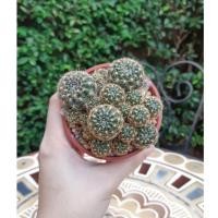 ราคา ☘.โลบิเวีย ฟอร์มกอ.. (5245659124)