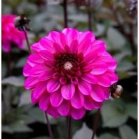 ราคา 1 หัว รักเร่ Dahlia สายพันธุ์ PROFUNDO หัวรักเร่ ดอกดาร์เลีย (7278145110)