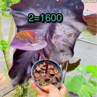 ราคา Colocasia black coral แบลคโครอล (13050346780)