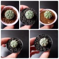 ราคา แคคตัส 29 บาท ส่งทั้งกระถาง มีเก็บเงินปลายทาง (2388712828)