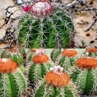 ราคา เมล็ดกระบองเพชร 80 เมล็ด เมโล (Melocactus) (11735512251)