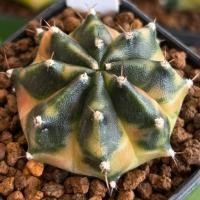 ราคา ❤️❤️มีส่งด่วน❤️❤️แคคตัส ชำหน่อ (SV351) ต้นแม่ไม้เมล็ด/Cactus/Gymno /Gymnocalycium /ยิมโนด่าง (47356750596)