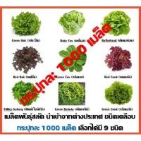 ราคา เมล็ดพันธุ์ผักสลัดต่างประเทศ ยอดนิยม 9 ชนิด Enza Zaden ชนิดเคลือบ กระปุกละ 1000 เมล็ด (4668466458)