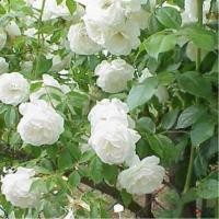 ราคา 20 เมล็ด กุหลาบ อังกฤษ พันธุ์เลื้อย สีขาว กุหลาบ Rose seeds (11516819111)