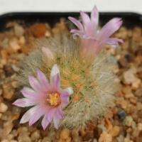 ราคา Cake Cactus Farm กระบองเพชร Mammillaria laui แมม เลาอาย หนามสีเหลืองทอง ดอกสีชมพู (6240208143)
