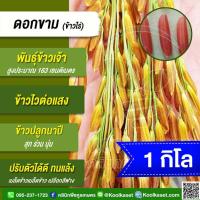 ราคา เมล็ดพันธุ์ข้าว ทดลองปลูก ข้าวเจ้า ข้าวไร่ ดอกขาม นาปี ไวแสง ปลูกแซมสวน เหมาะพื้นที่ไร่ 1 กก. คูลเกษตร ไรซ์ KR76 (56808376002)