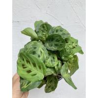 ราคา คล้ากระต่ายชมจันทร์ ต้นคล้า calathea กระถาง 5 นิ้ว ส่งต้นตามภาพ (4552717742)