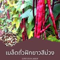 ราคา เมล็ดถั่วฝักยาวสีม่วง 5 เมล็ด โปรสั่งสินค้าภายในร้าน30บาทขึ้นไปค่ะ (10587518308)