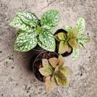 ราคา ต้นละอองดาว คละสี ต้นไม้ ไม้ประดับ Hypoestes phyllostachya , Flamingo Plant หรือ Polka Dot Plant (51057080756)