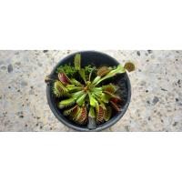 ราคา กาบหอยแครง ต้นใหญ่ dionaea muscipula (54755163015)
