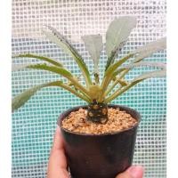 ราคา มะพร้าวทะเลทราย (ต้นที่ 2) Dorstenia (2753394958)