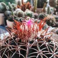 ราคา ขายดีเมล็ดเมโลแคคตัส Melocactus 100 seeds (1208930911)