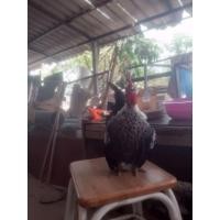ราคา ไข่ไก่แจ้ลุ้นเชื้อสีดอกหมาก1ชุดมี5ฟอง (23946366946)